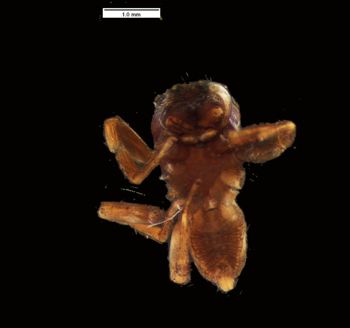 Media type: image; Invertebrate Zoology 20589